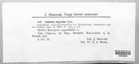 Septoria argyraea image